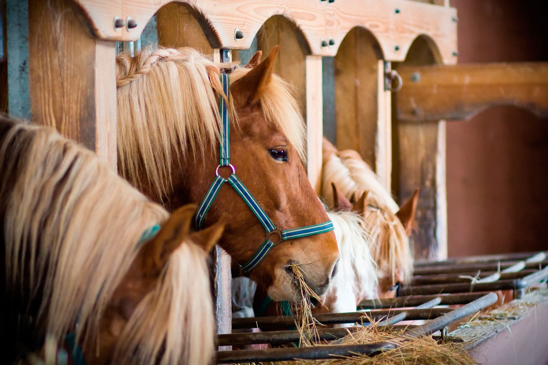 Comprar alimento para animales en San Sadurniño