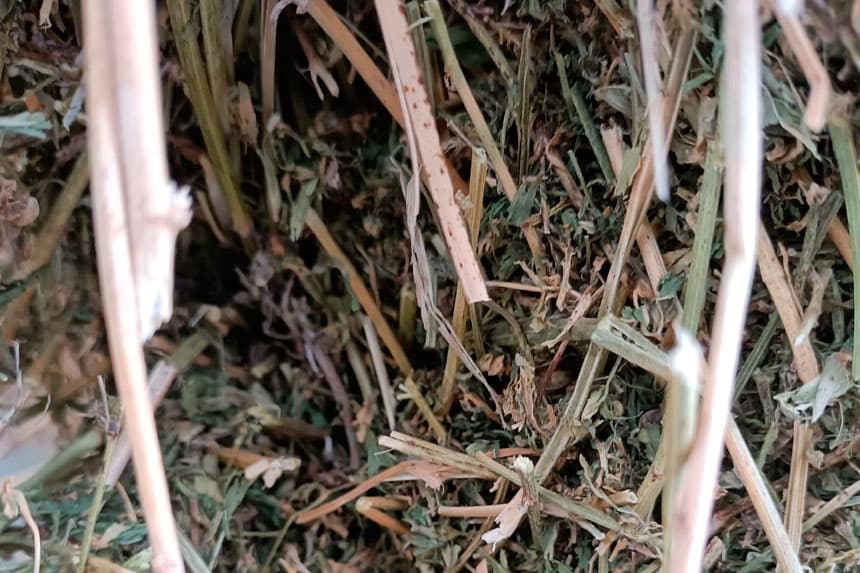 Comprar forraje de alfalfa en San Sadurniño